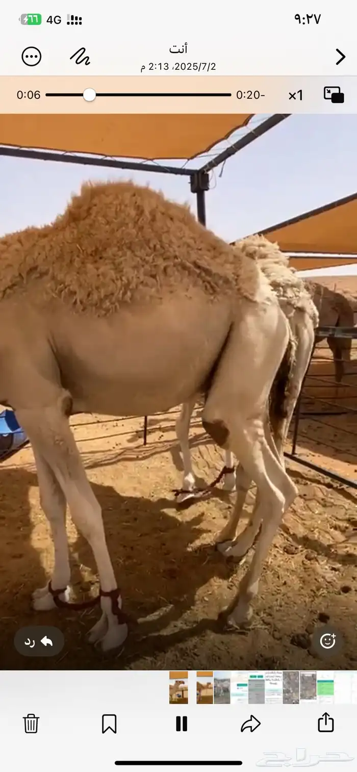 للبيع قعود لقي اوضح 2