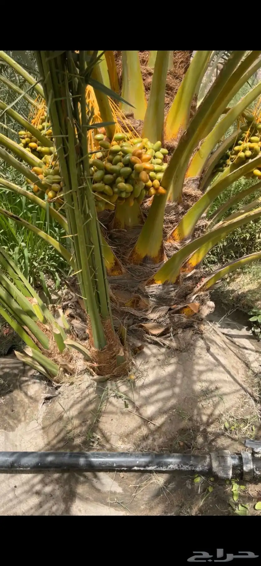 جثيث فسايل برني وشكل 2