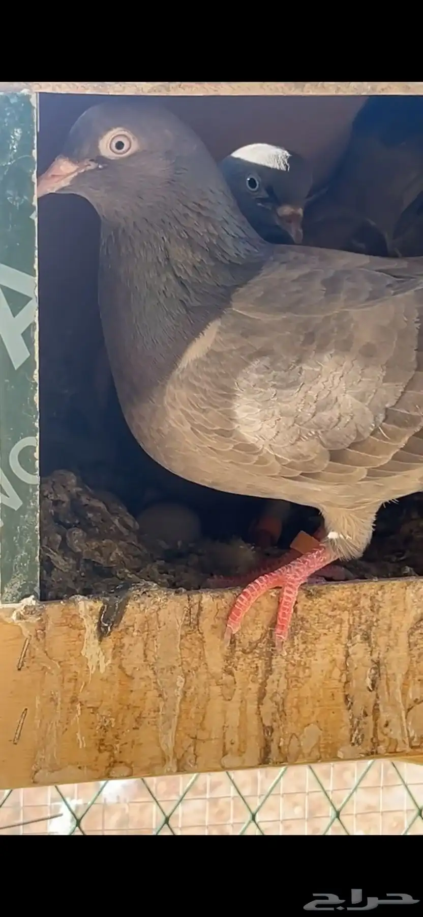 حمام هندي للبيع 2