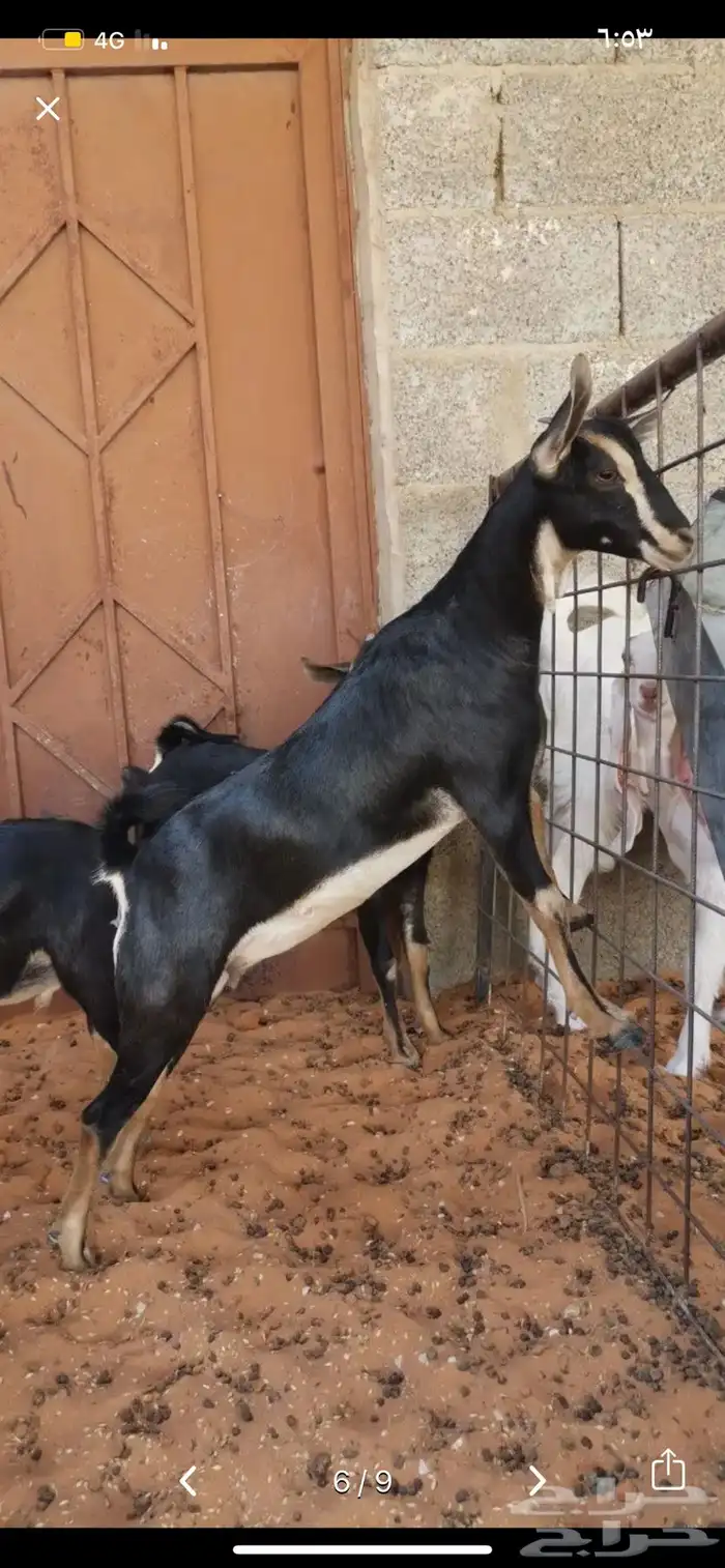 مطلوب عنز حوا او جفر 0