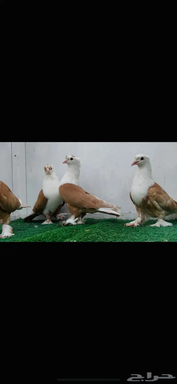 زوج لبناني اصفر ب عياله 6
