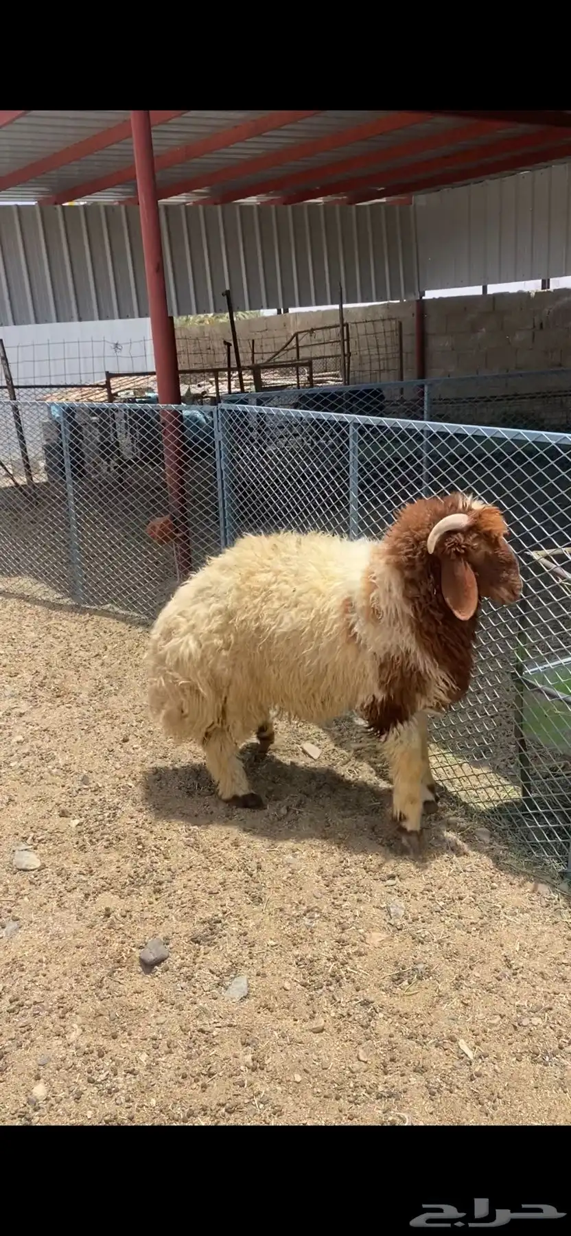 نعيم 2