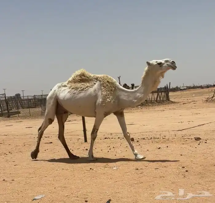 عشرا طيبه 2