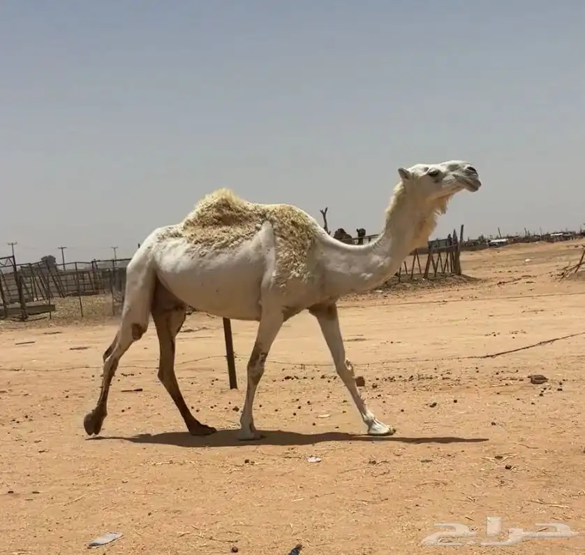 عشرا طيبه 2