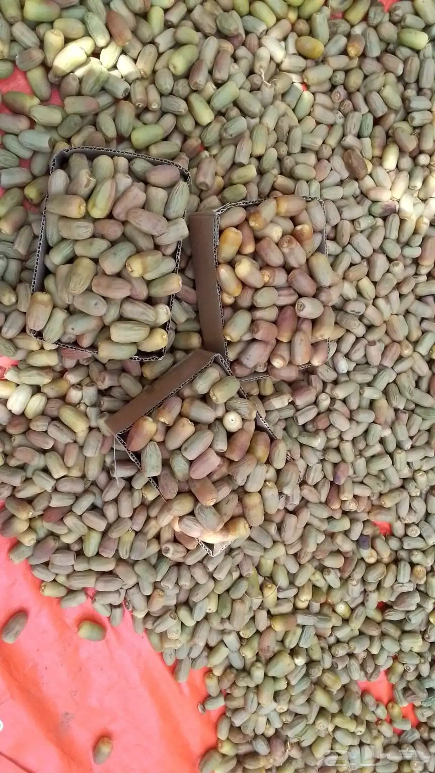 تمر لبان من سايه 1