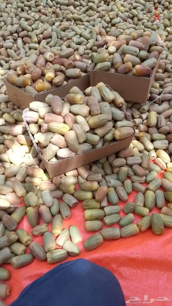تمر لبان من سايه 0