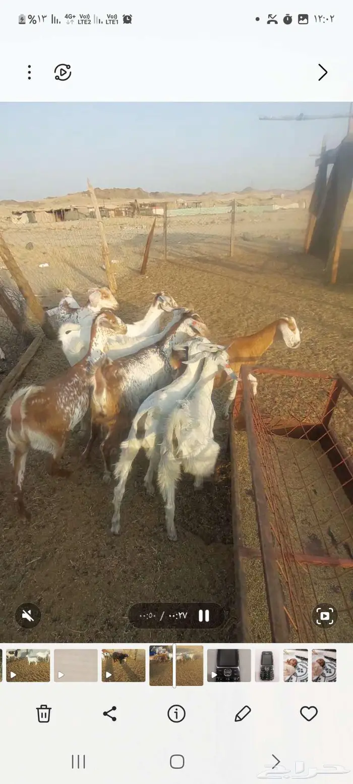 معزا خلفه وفحل وجفار مقنى 3