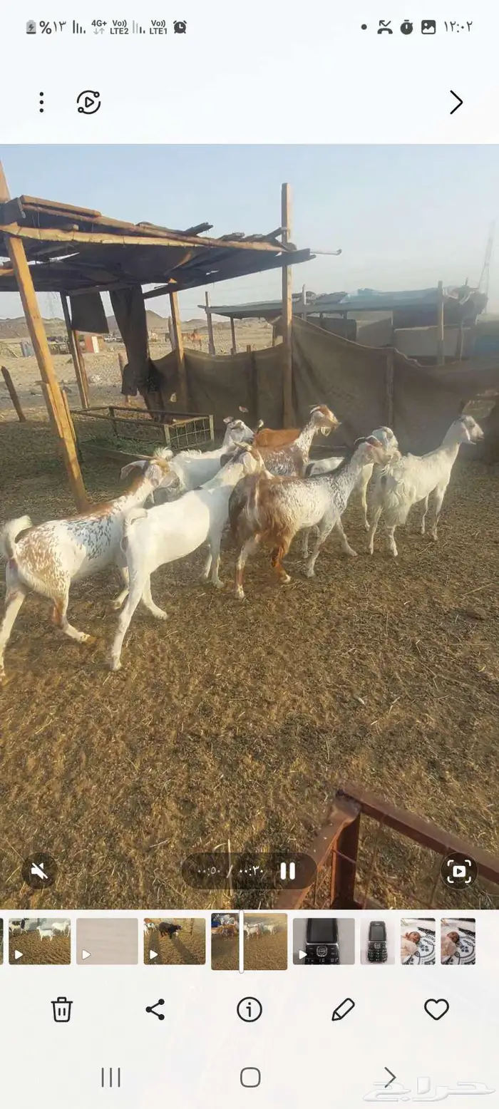 معزا خلفه وفحل وجفار مقنى 2