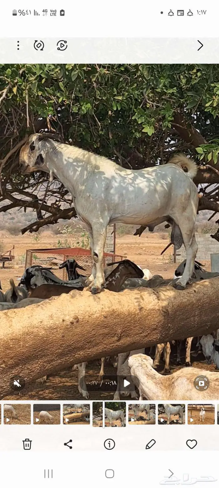 مشروع بيشي اكحل فاخر بعمر ثلاثة اشهر 2