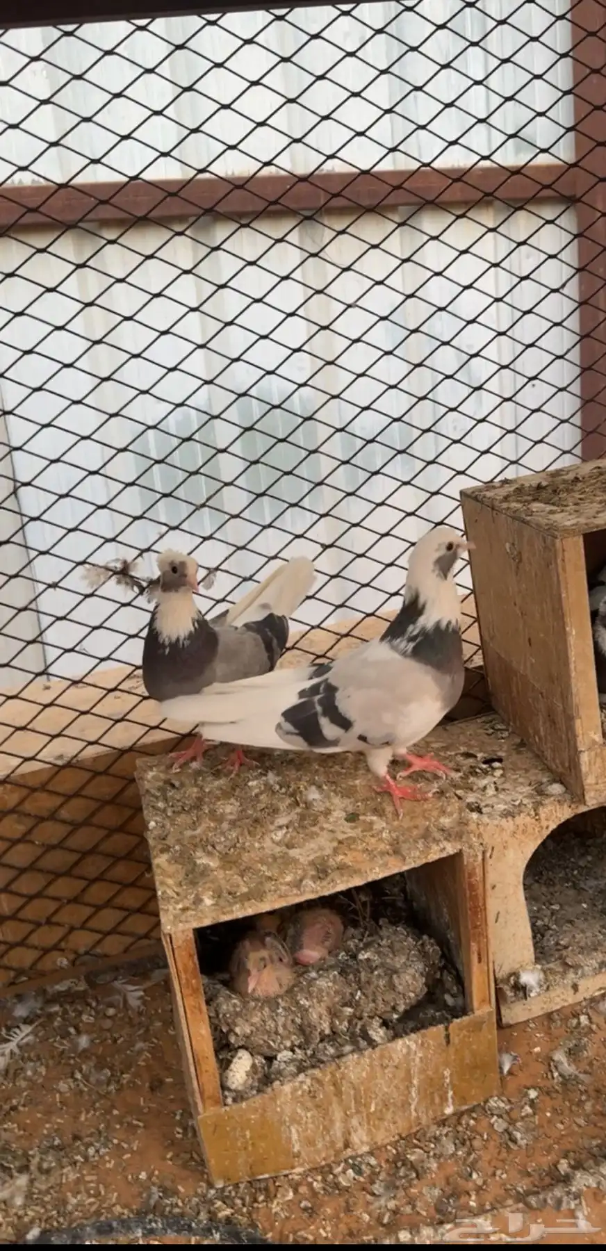 حمام قطايف مسكيات 2