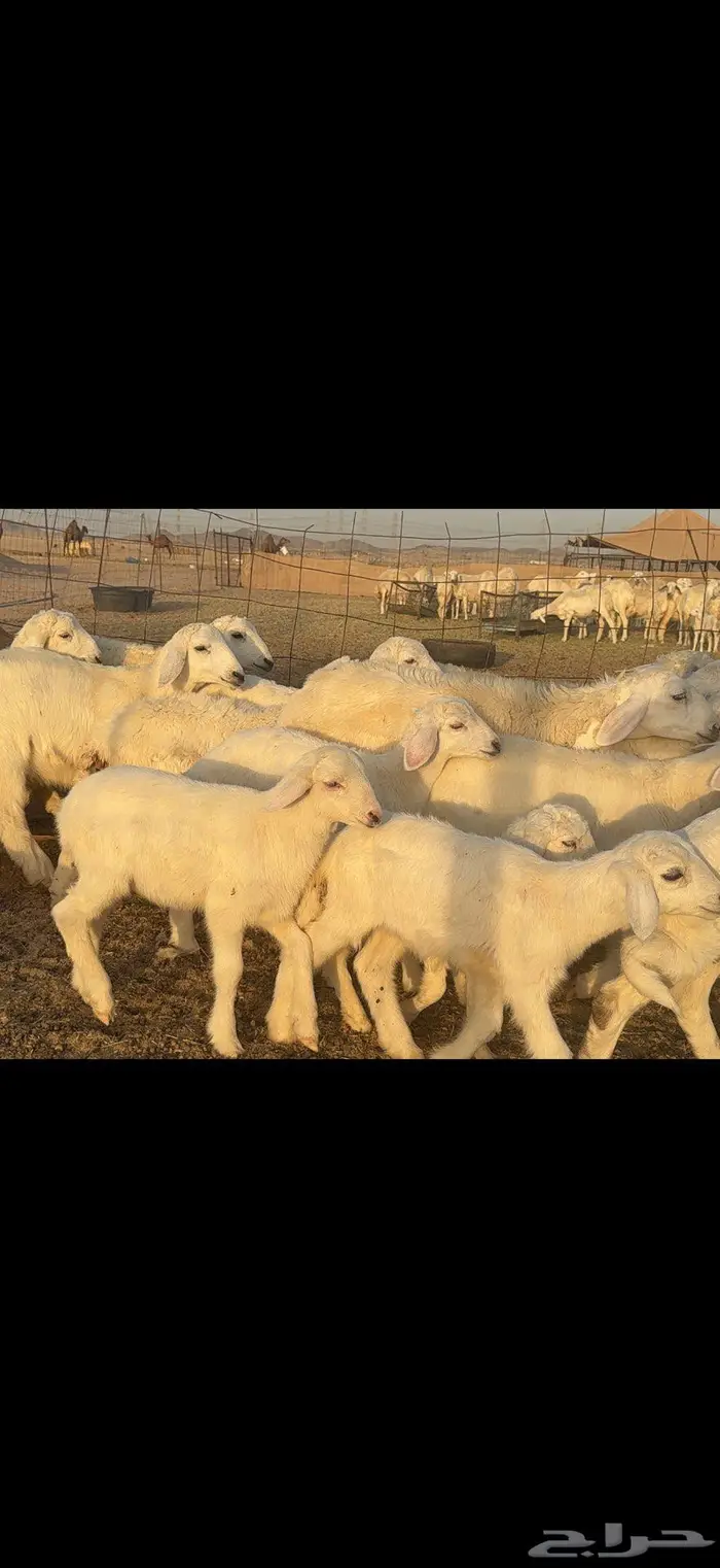 خلفات حرية 44 بالفحل معها 43 7