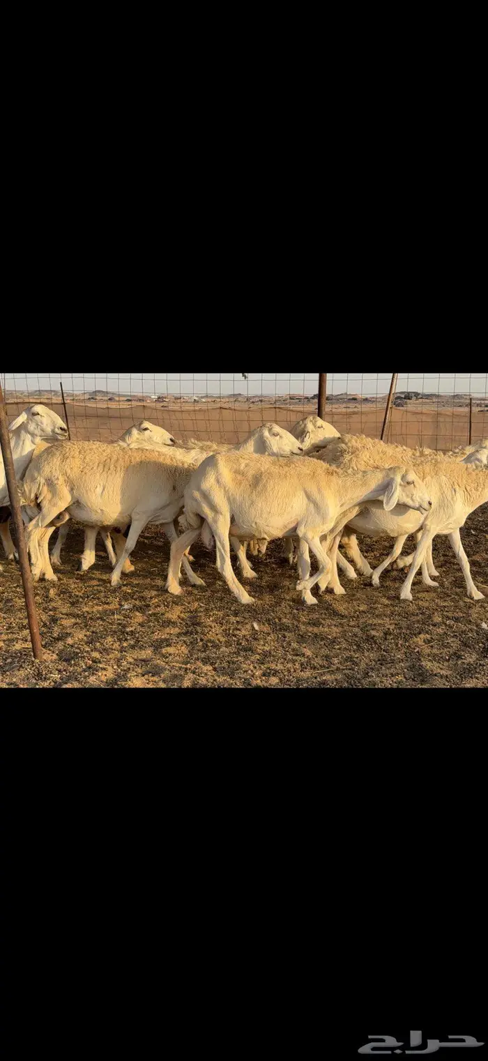خلفات حرية 44 بالفحل معها 43 1
