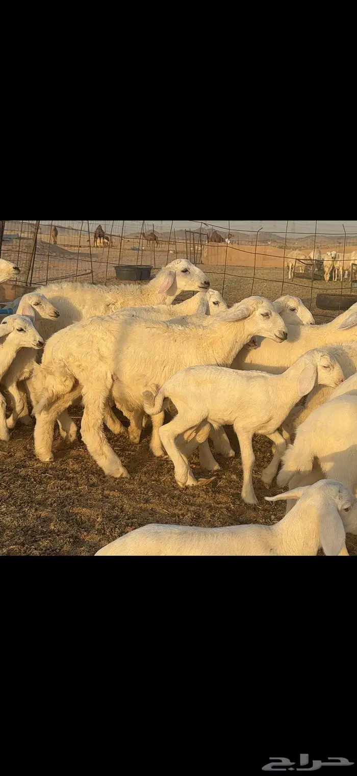 خلفات حرية 44 بالفحل معها 43 11
