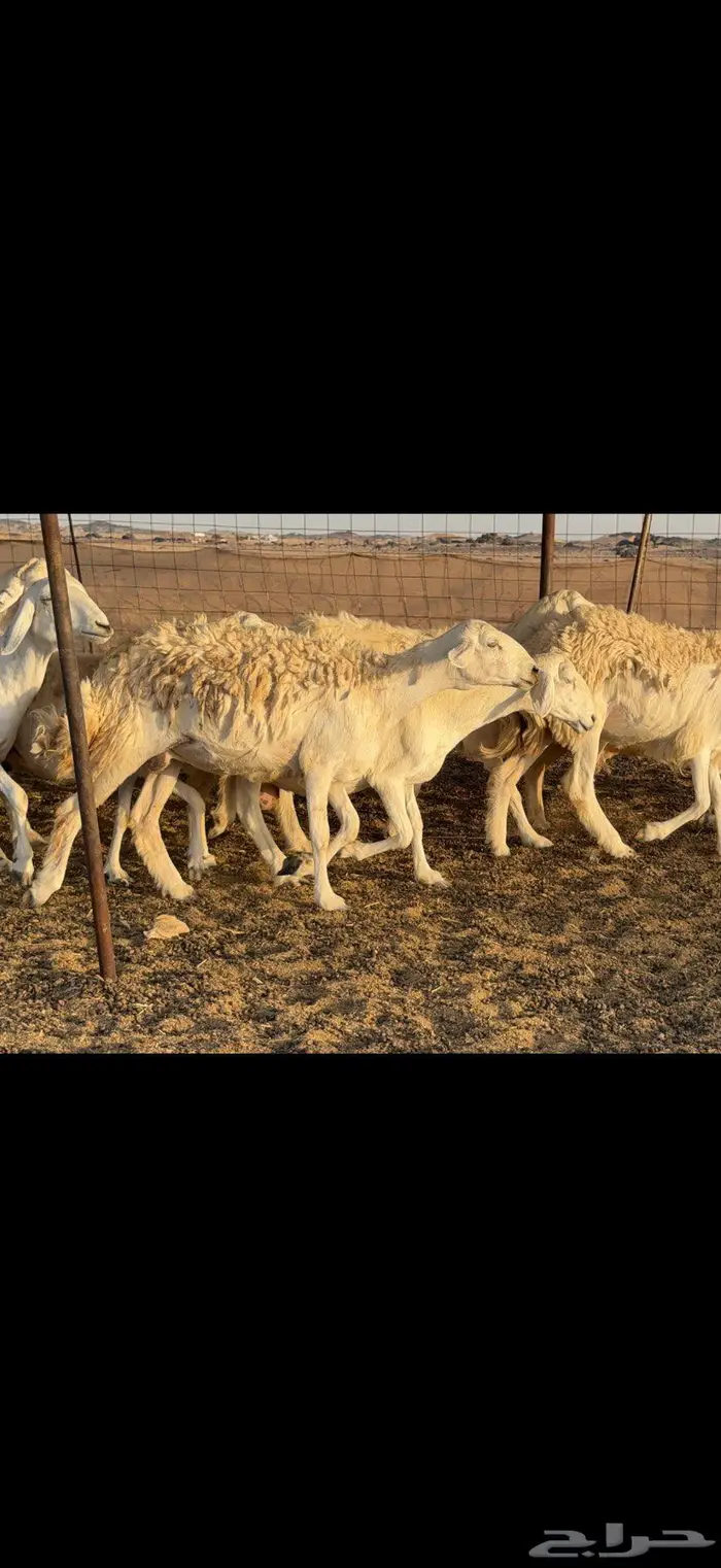 خلفات حرية 44 بالفحل معها 43 3