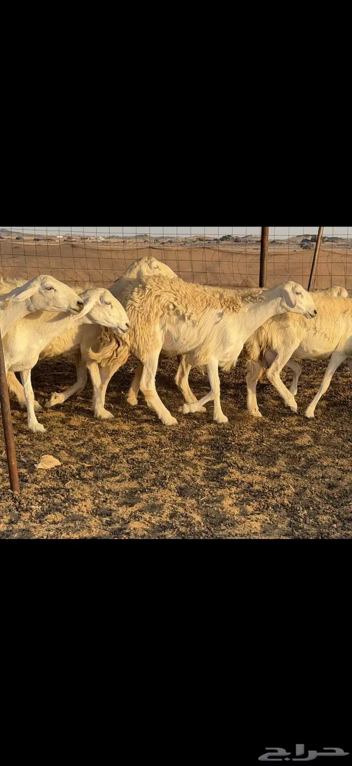 خلفات حرية 44 بالفحل معها 43 0