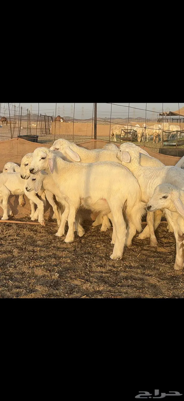 خلفات حرية 44 بالفحل معها 43 12