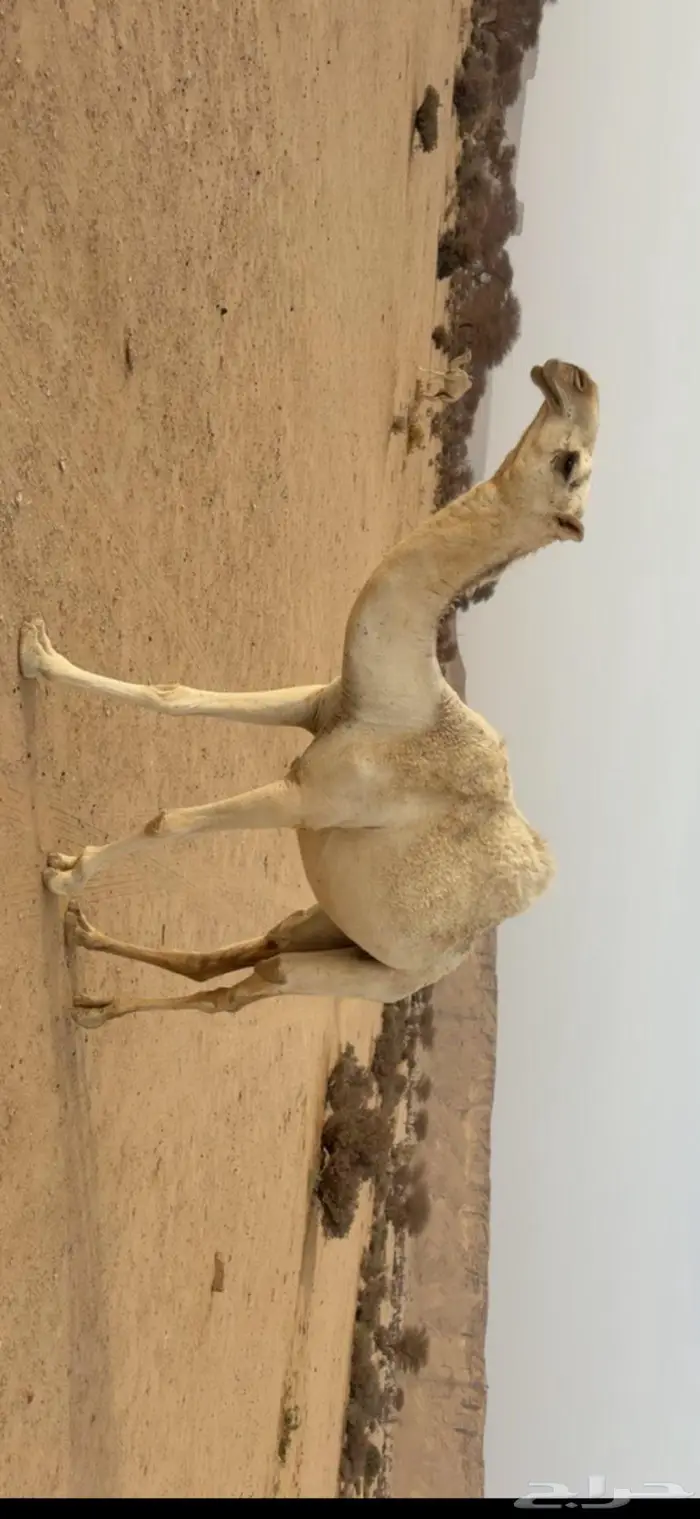 حقه وضحاء ( تم البيع ) 0