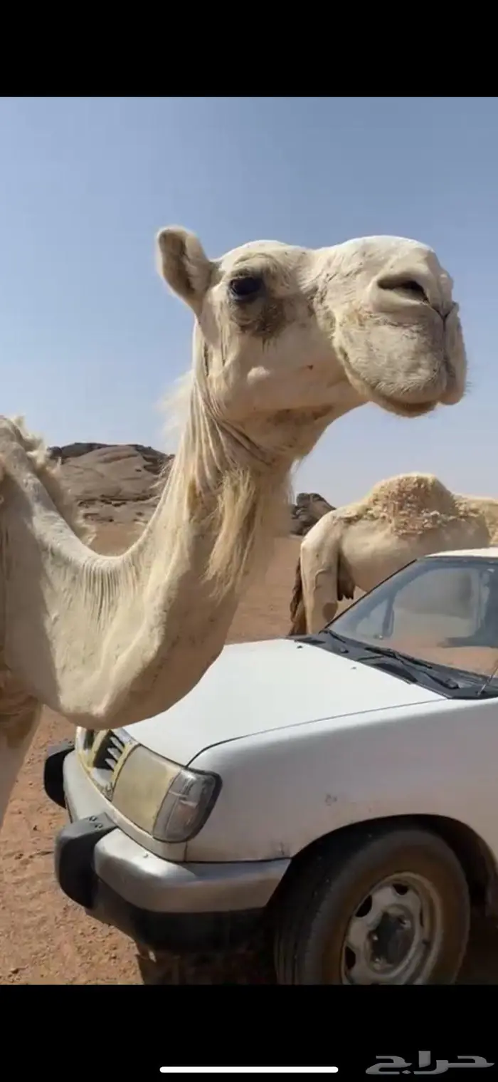 ناقة هدية وتحتها بكره 0