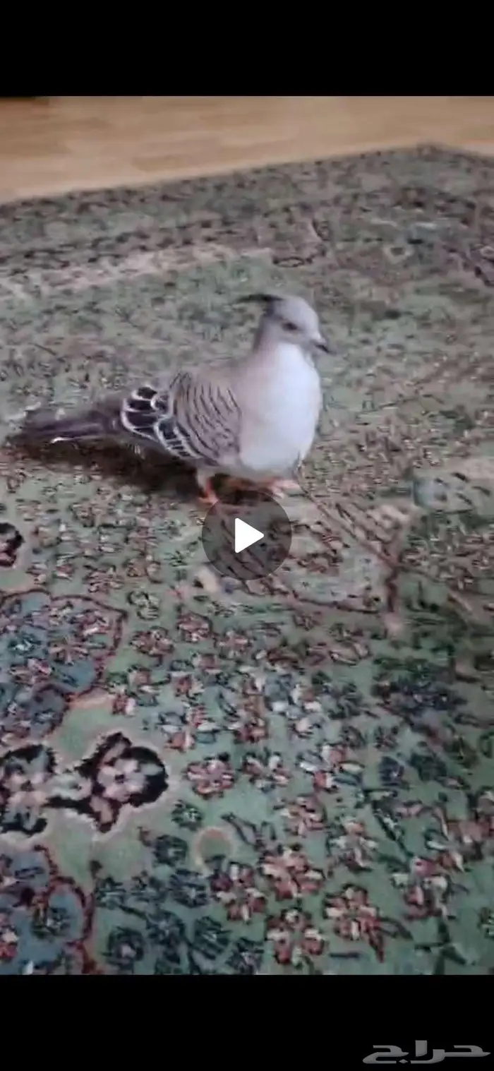 حمام خلخليت تربيه 0