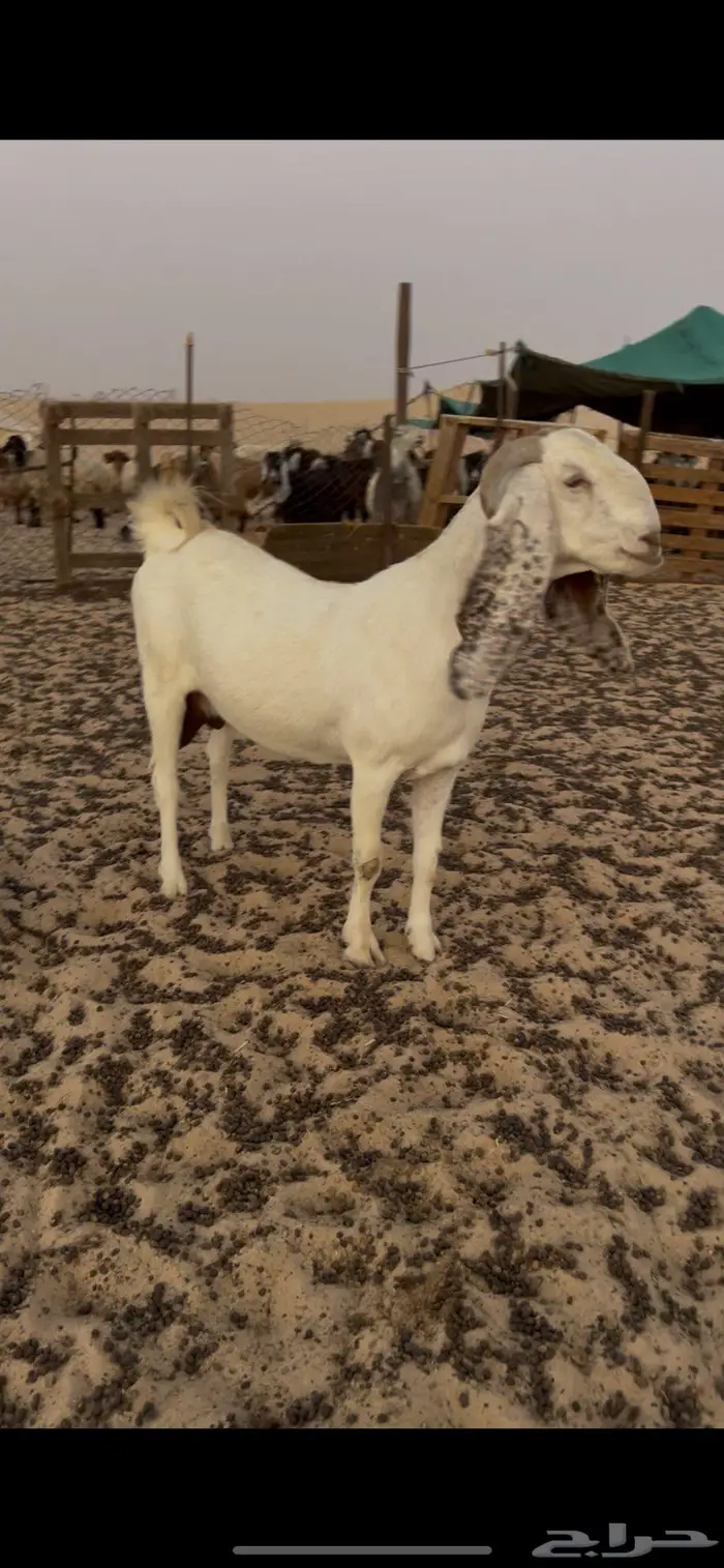 عنز تحتها خروف 1