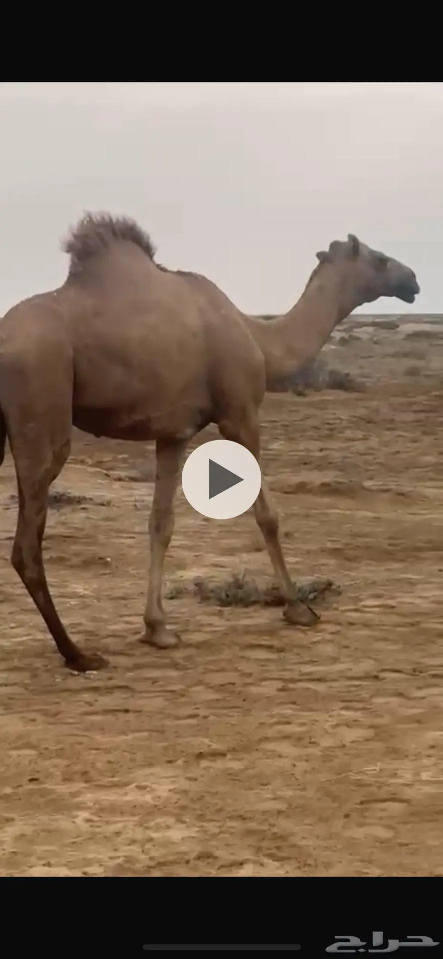 قعود ساحلي 2