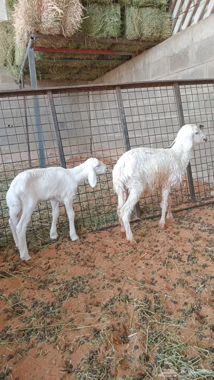 دواغير سوق الجربوع 0