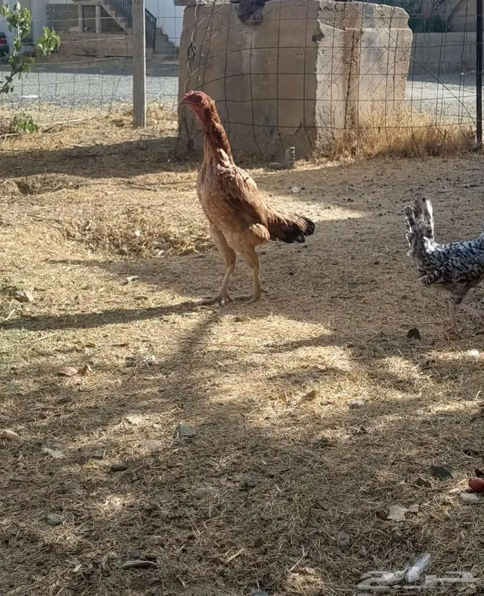 دجاجه باكستاني 2