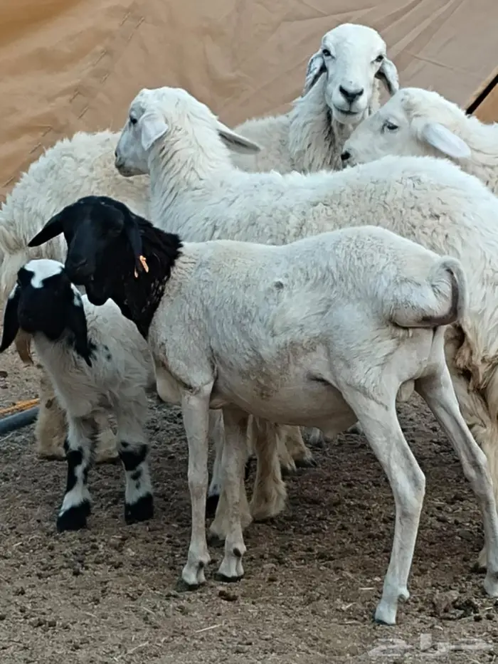 بربري تربيه فوق 4 شهور 2