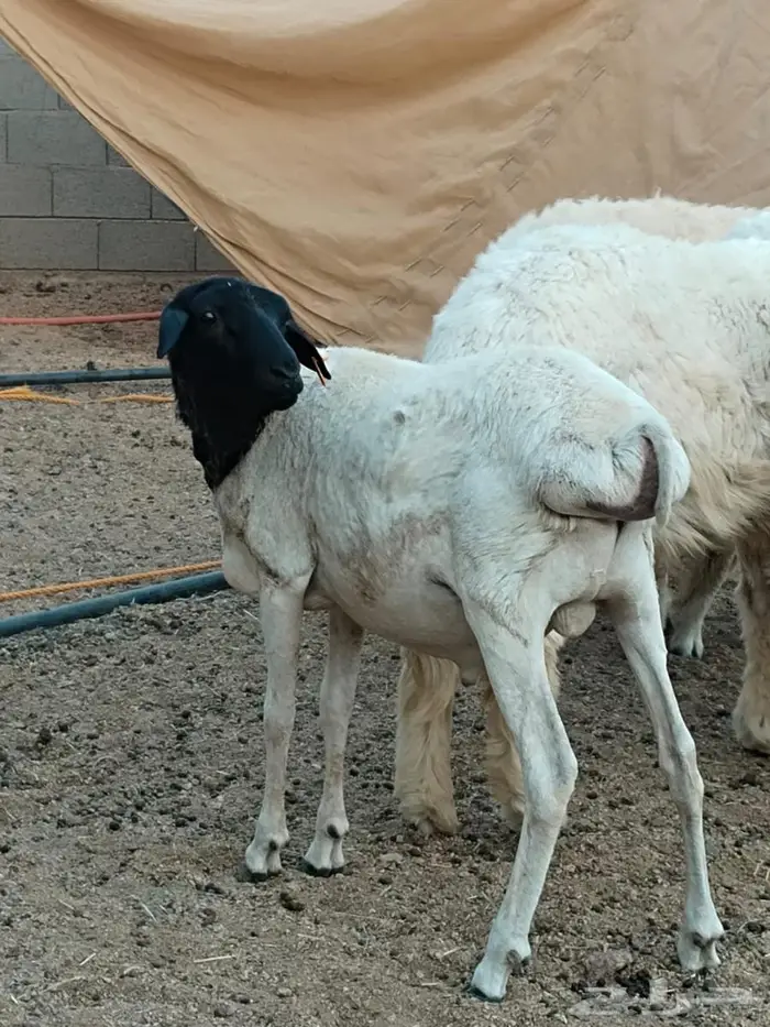 بربري تربيه فوق 4 شهور 0