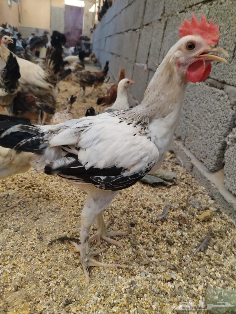 دجاج مهجن برهما وبلدي من ثلاثة الى اربعه شهور 4