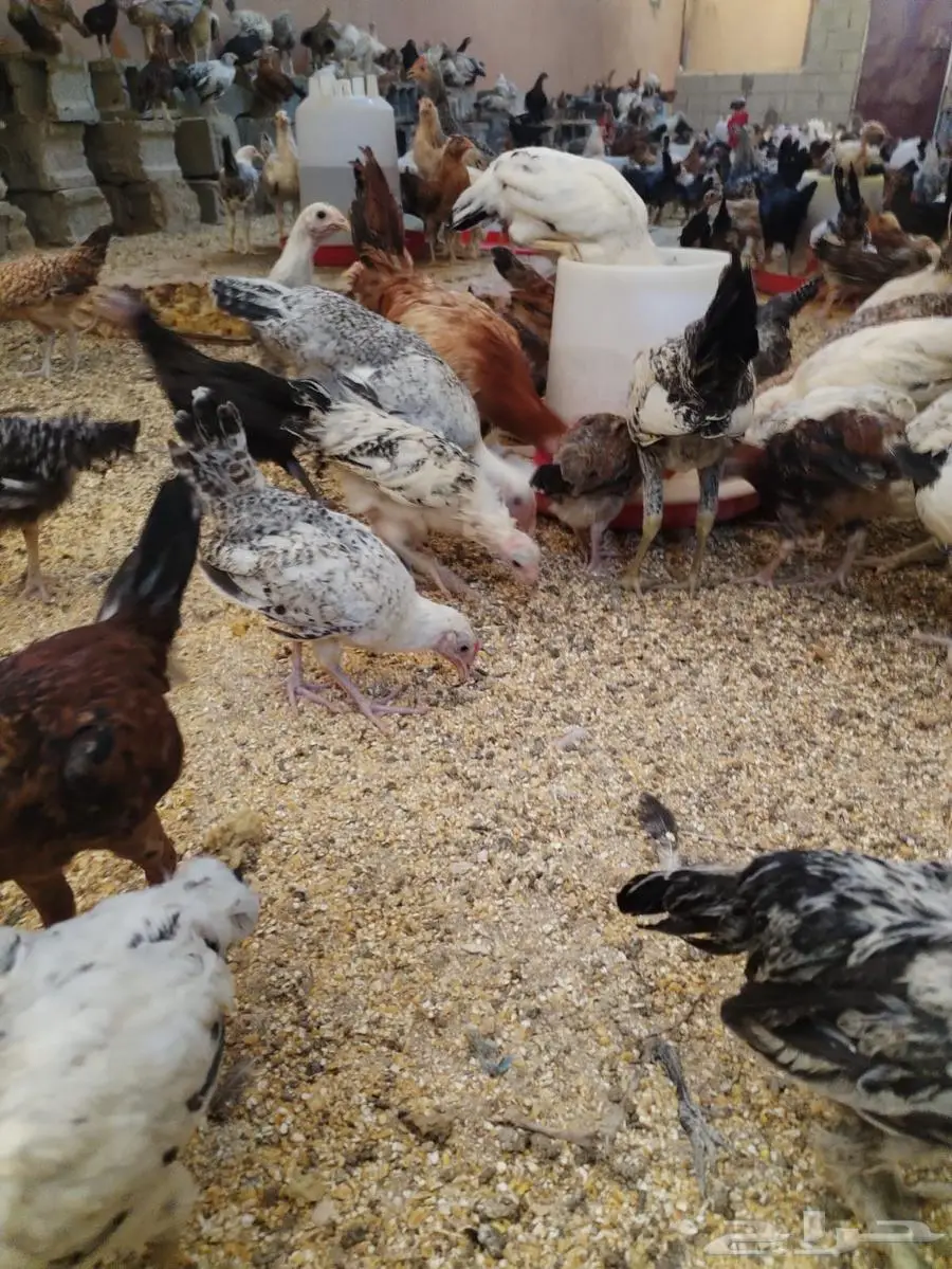 دجاج مهجن برهما وبلدي من ثلاثة الى اربعه شهور 3