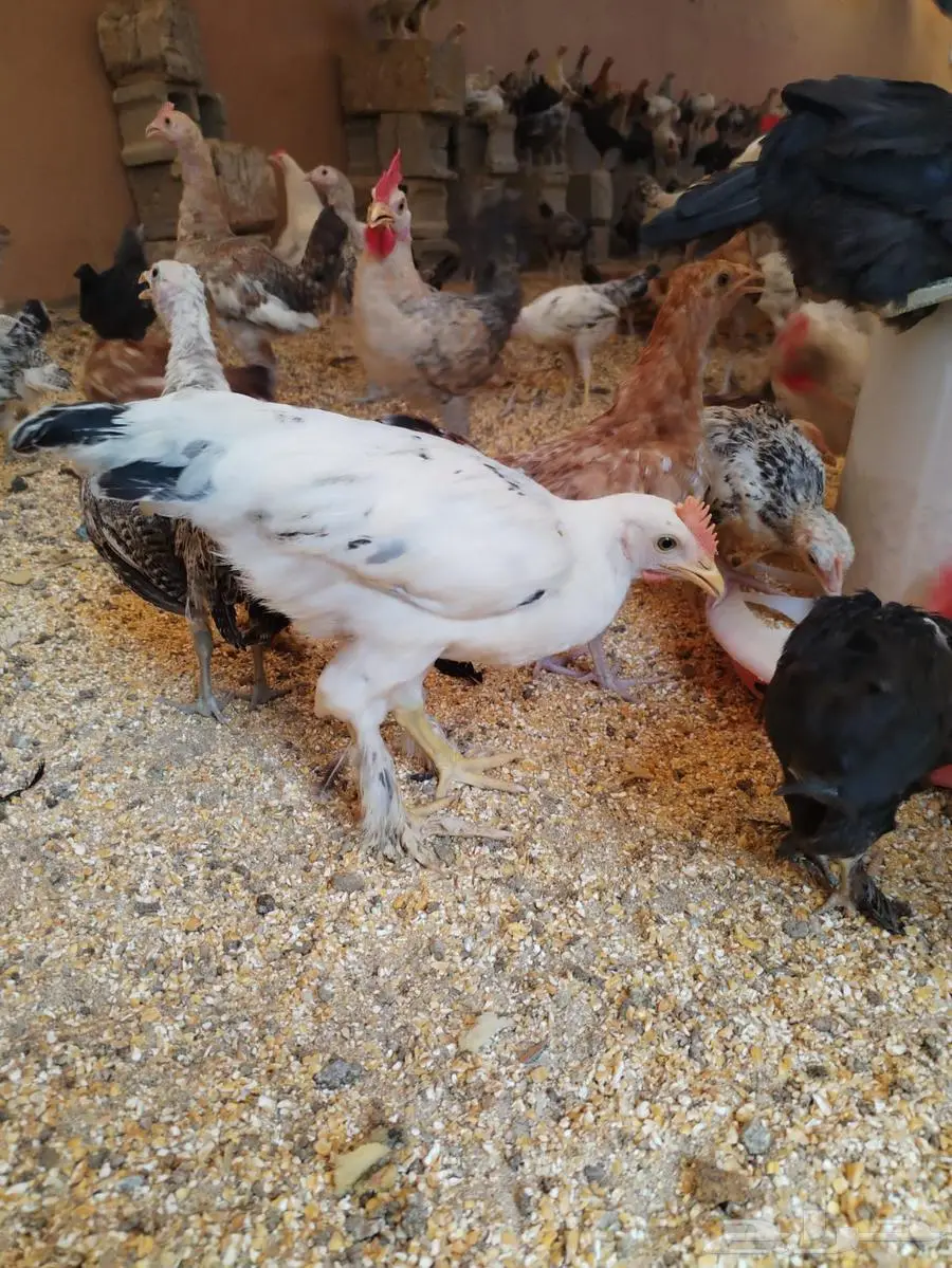 دجاج مهجن برهما وبلدي من ثلاثة الى اربعه شهور 1