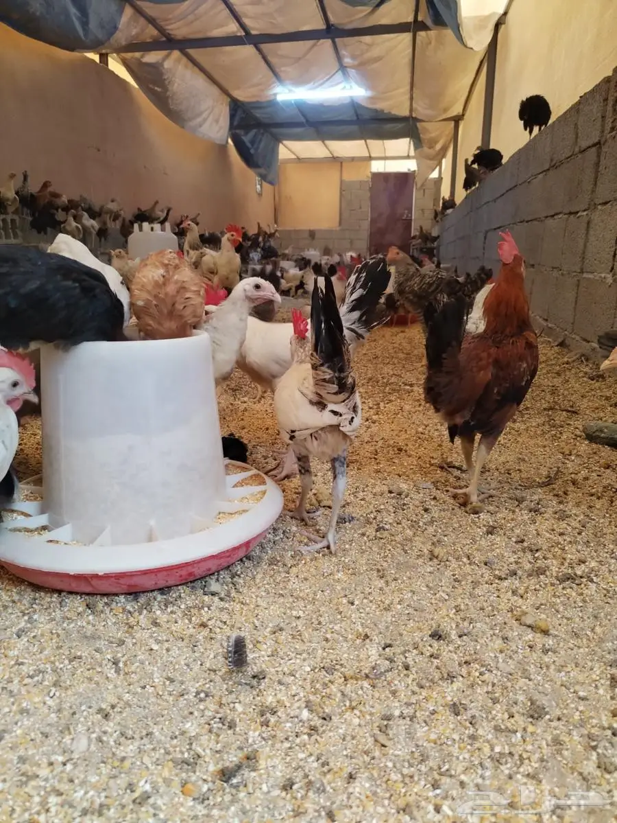دجاج مهجن برهما وبلدي من ثلاثة الى اربعه شهور 0
