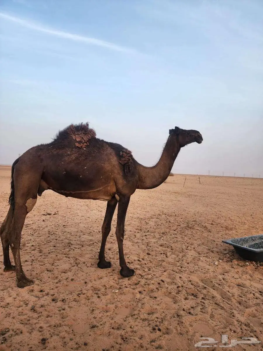 عشرا مبيوع بنتها 2