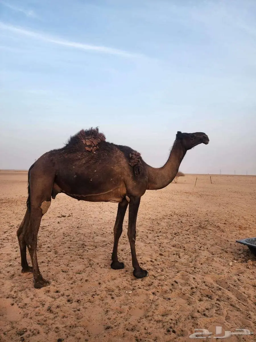 عشرا مبيوع بنتها 0