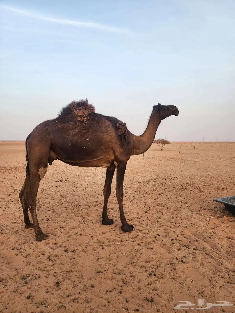 عشرا مبيوع بنتها 1