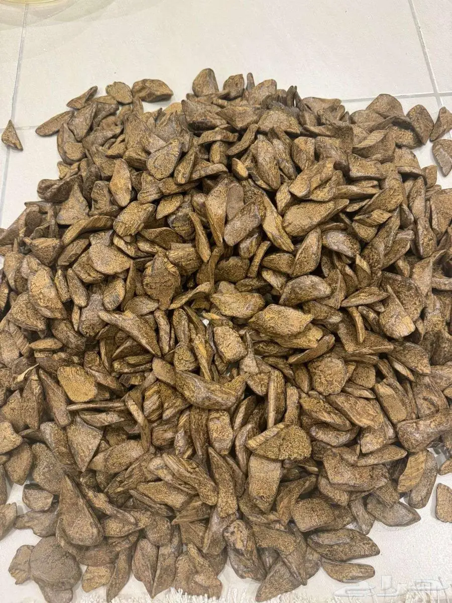 مروكي إرياني إندونيسي 1