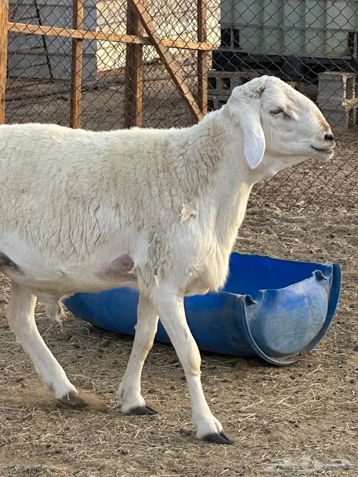 فحل حري رباع مشروط 2