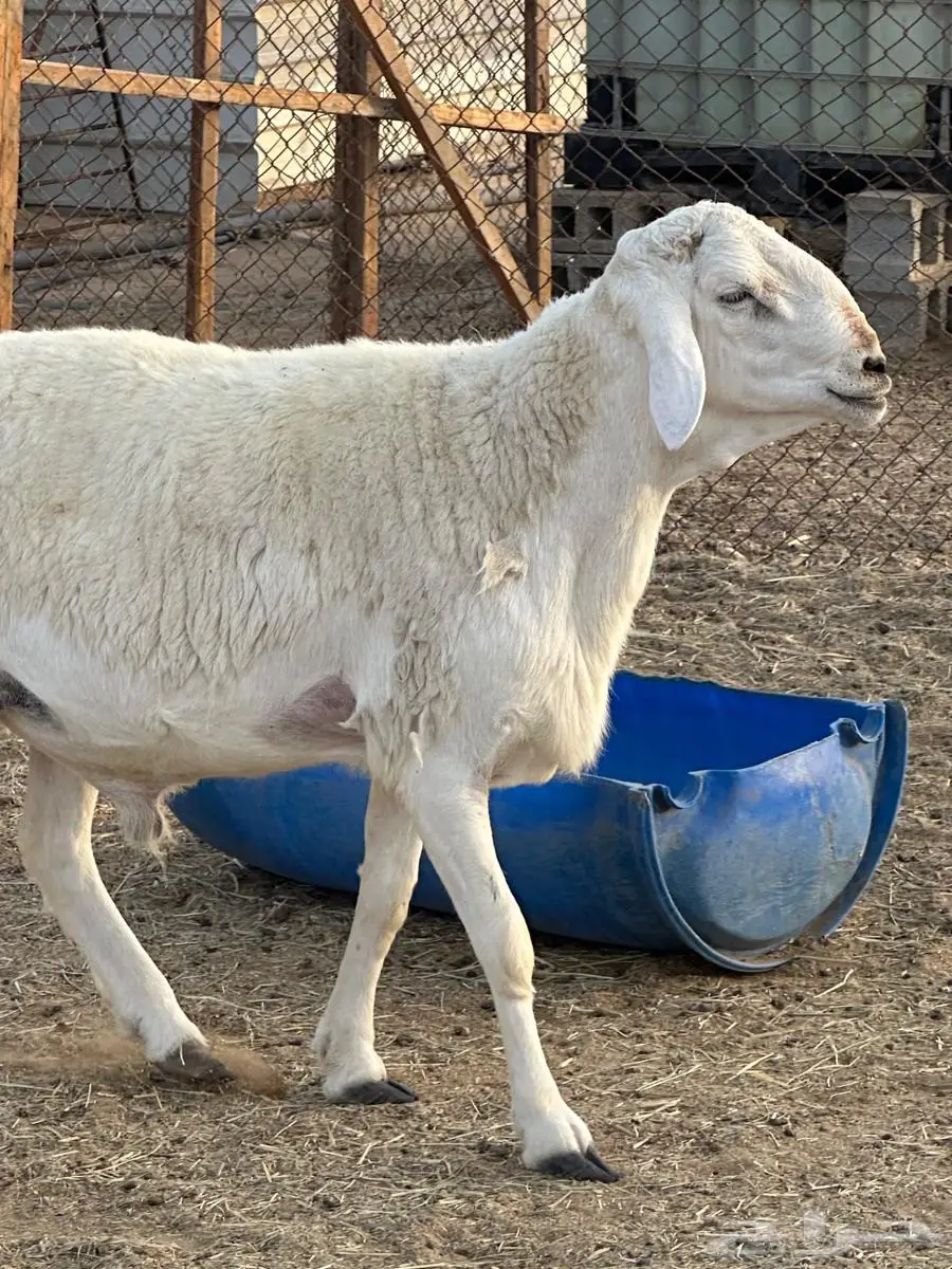 فحل حري رباع مشروط 2