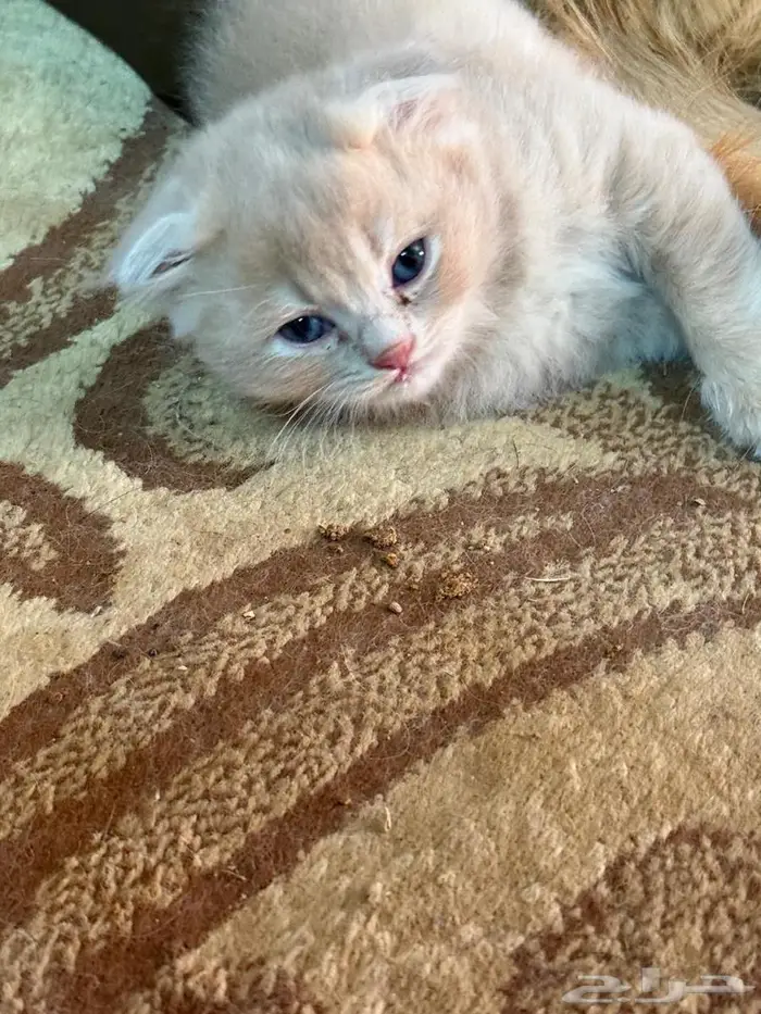 سكوتش 3 إناث للبيع على السوم والي يبي يستفسر يجي خاص 1