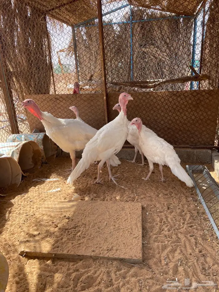 دجاج رومي أبيض 1