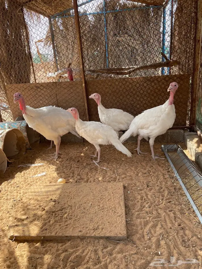 دجاج رومي أبيض 0