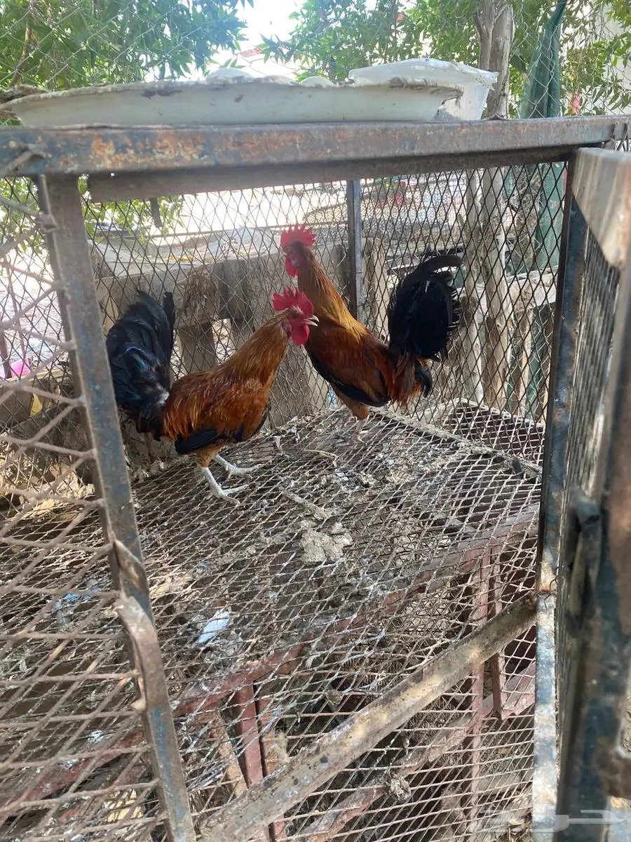دجاج 2