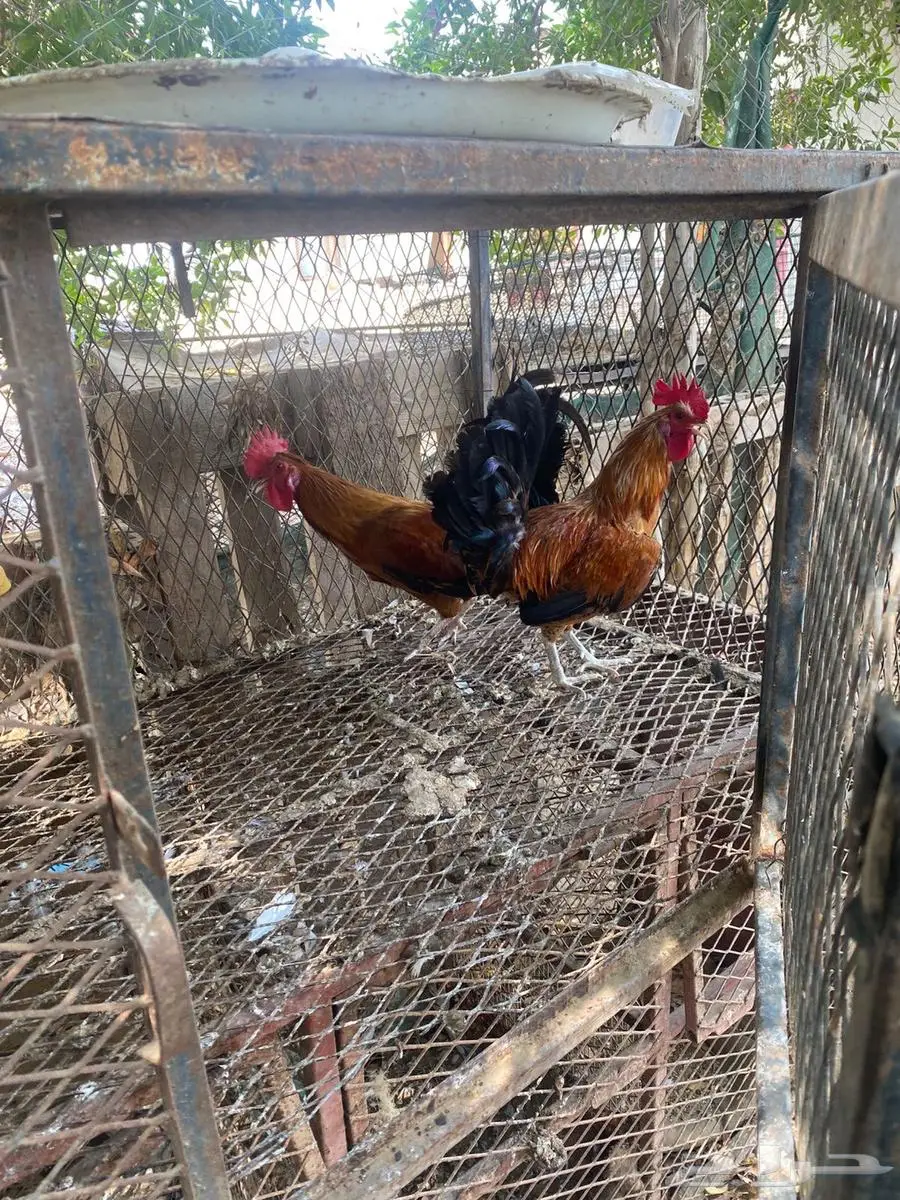 دجاج 1