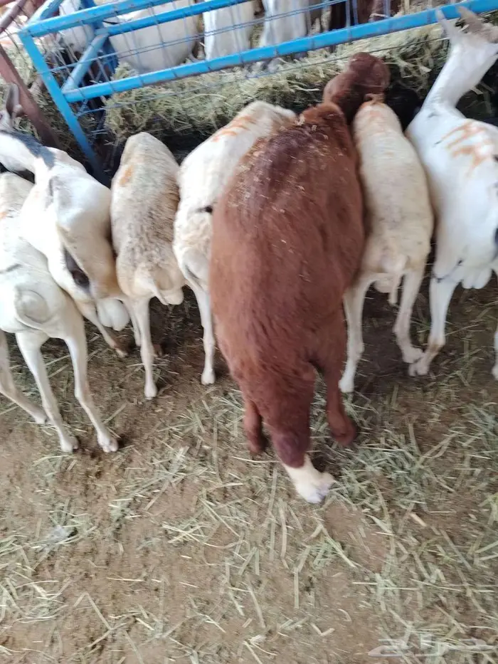 سواكن حمري برابر تيوس مرابي للتفريد والجملة 6