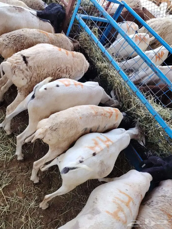 سواكن حمري برابر تيوس مرابي للتفريد والجملة 9