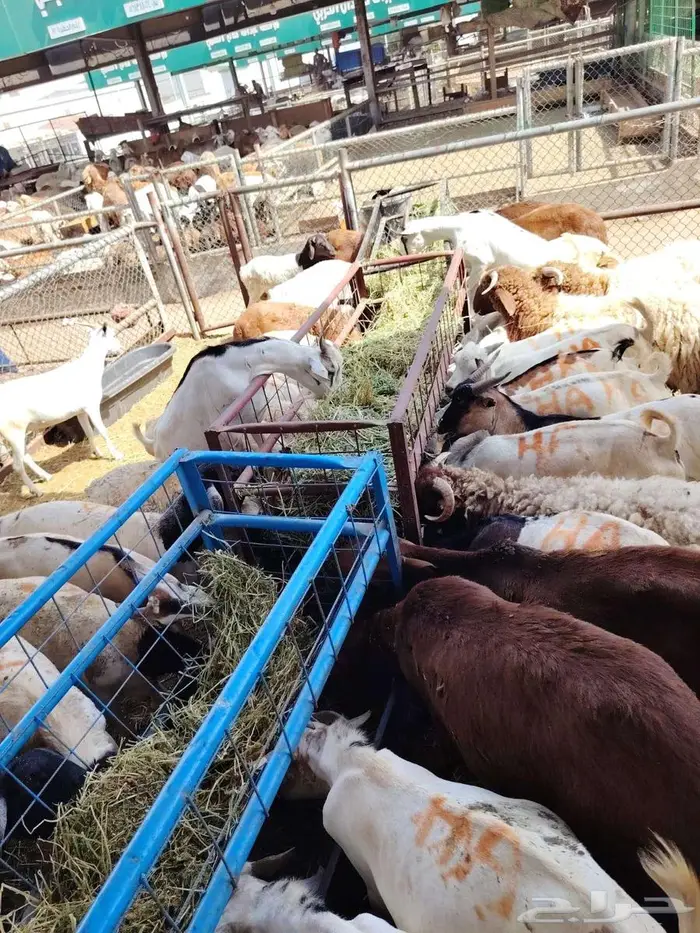 سواكن حمري برابر تيوس مرابي للتفريد والجملة 3