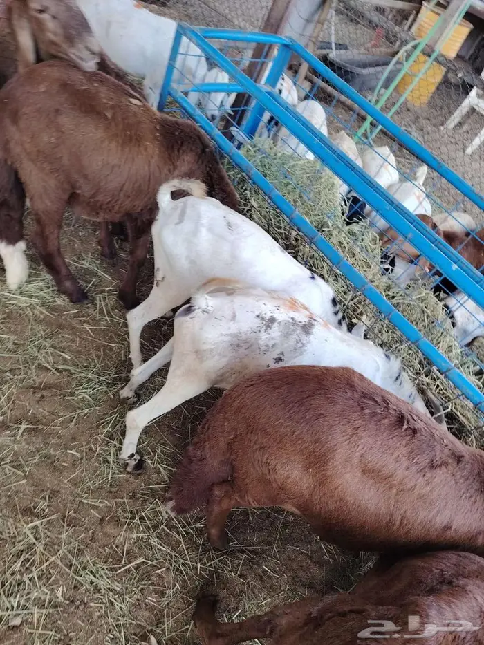 سواكن حمري برابر تيوس مرابي للتفريد والجملة 8