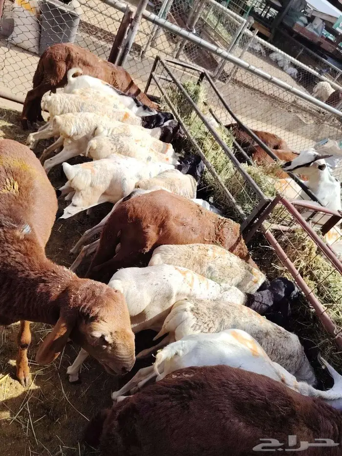سواكن حمري برابر تيوس مرابي للتفريد والجملة 1