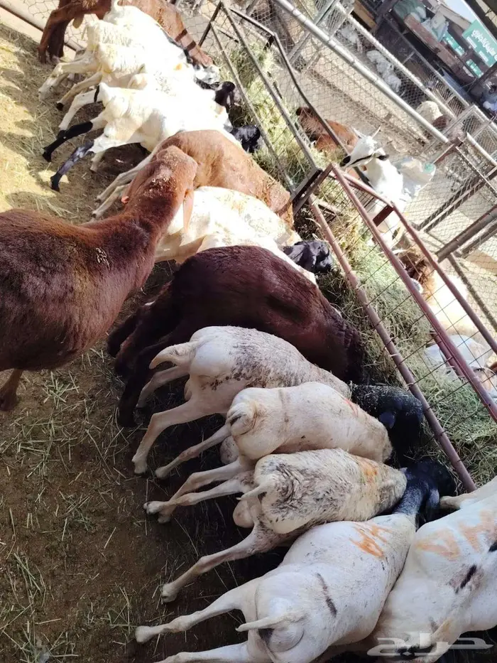 سواكن حمري برابر تيوس مرابي للتفريد والجملة 0